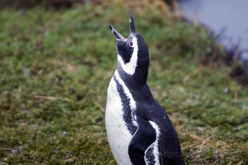 20071214 110834 D200 3900x2600.jpg - March of the Penguins, Otway Sound, Puntas Arenas, Chile